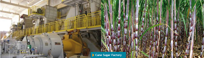 cane sugar factory